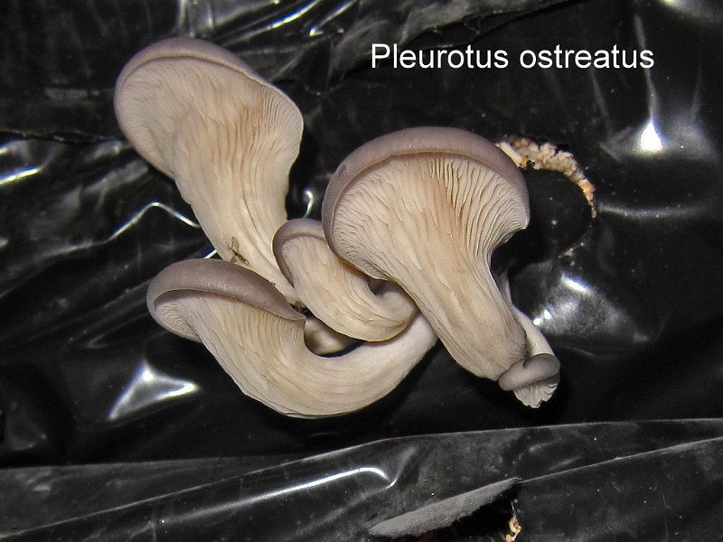 Pleurotus ostreatus-amf1471-(culture).jpg - Pleurotus ostreatus ; Non français: Pleurote en huître (culture)